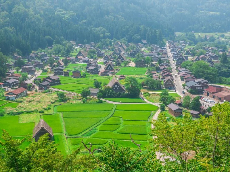 Những cánh đồng lúa xanh ngút ngàn vào mùa hè tại làng Shirakawago