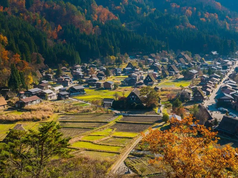 Mùa thu với sắc lá vàng rực rỡ bao trùm cảnh quan làng cổ Shirakawago