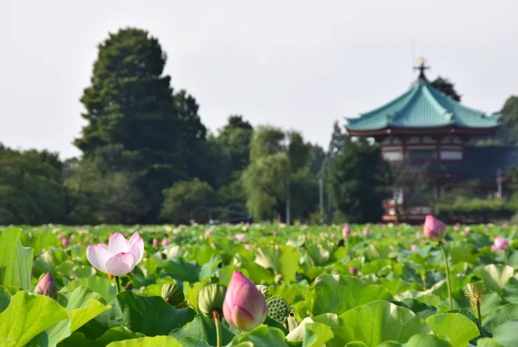 Khám phá Công viên Ueno Tokyo: Viên ngọc xanh giữa lòng thủ đô Nhật Bản 4 Tái hiện cảnh sinh hoạt hoặc một gian nhà cổ tại Bảo tàng Shitamachi