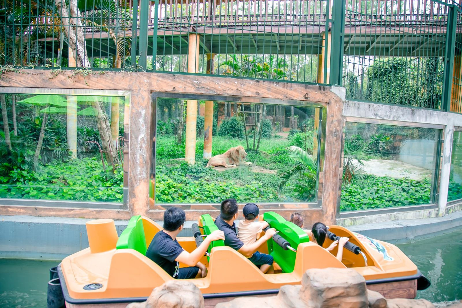 Hươu cao cổ và ngựa vằn tại khu Safari của Công viên Thiên Đường Bảo Sơn