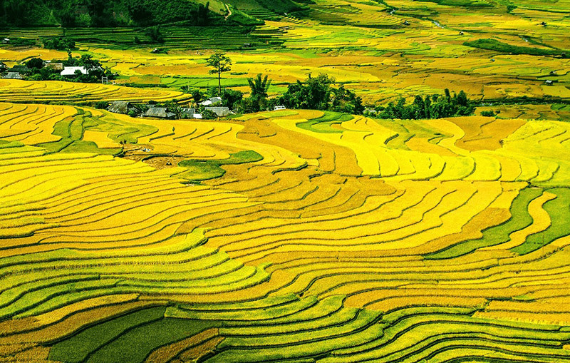 Những thửa ruộng bậc thang của thung lũng Mường Hoa đang chuyển giao giữa sắc xanh của cây lúa thì con gái và sắc vàng của bông lúa chín rộ