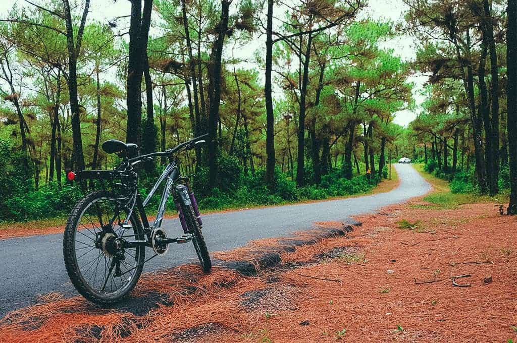 Ánh nắng chiều tà xuyên qua những hàng thông thẳng tắp trên Đồi Thiên An