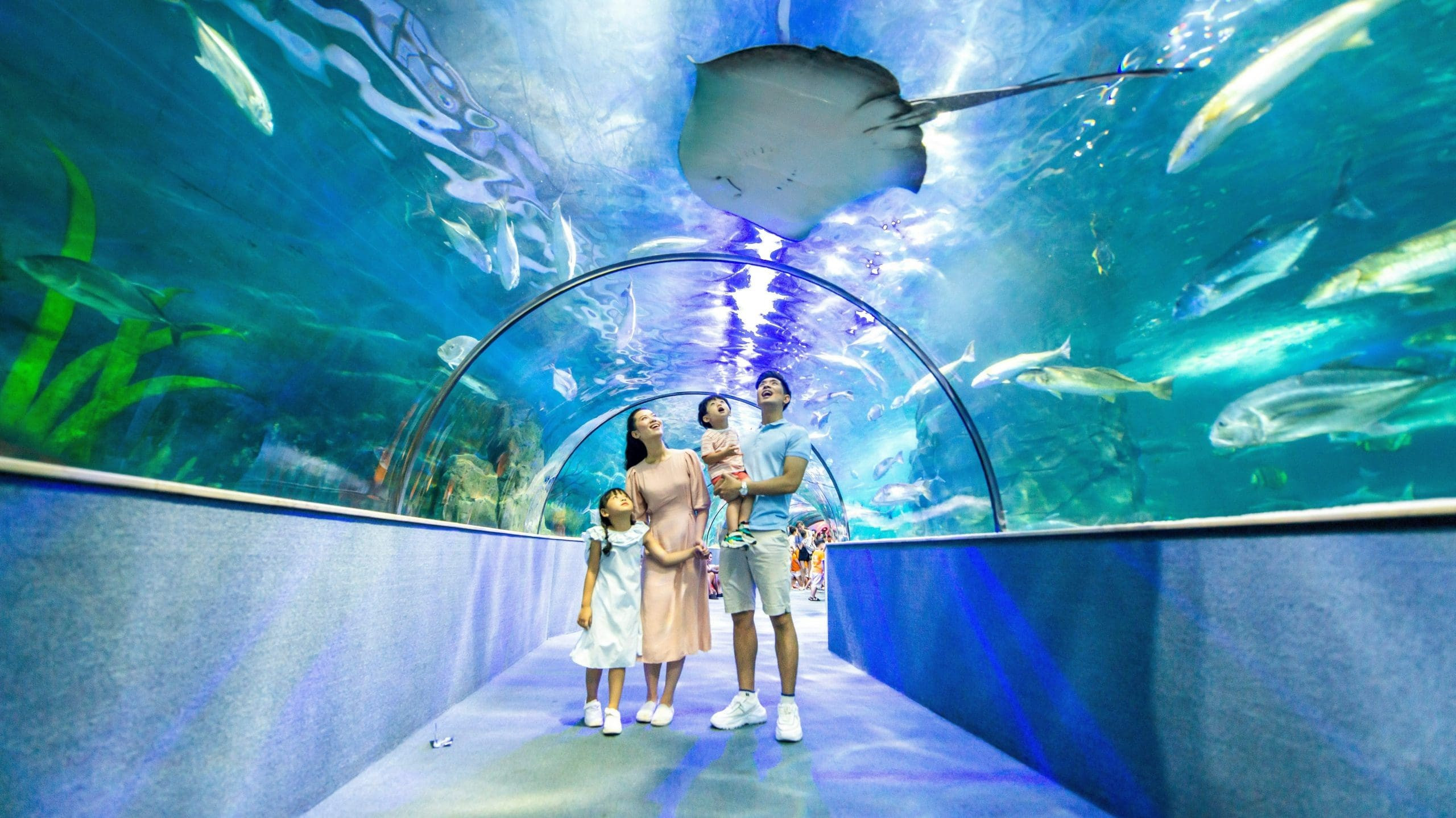 Bên trong Thủy cung Vinpearl Aquarium Times City với đa dạng các loài sinh vật biển