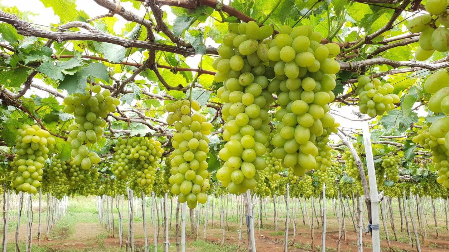 Hình ảnh vườn nho Ba Mọi sai trĩu quả lúc thu hoạch