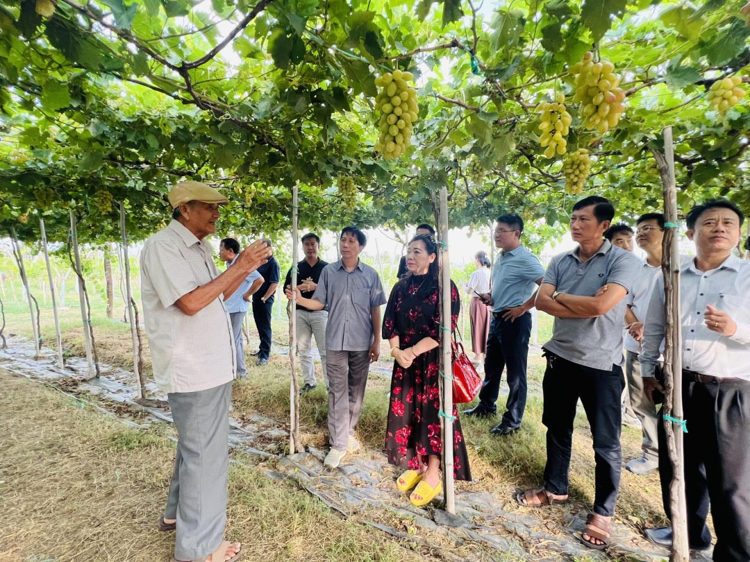 Ông Ba Mọi chia sẻ kinh nghiệm về nghề trồng nho