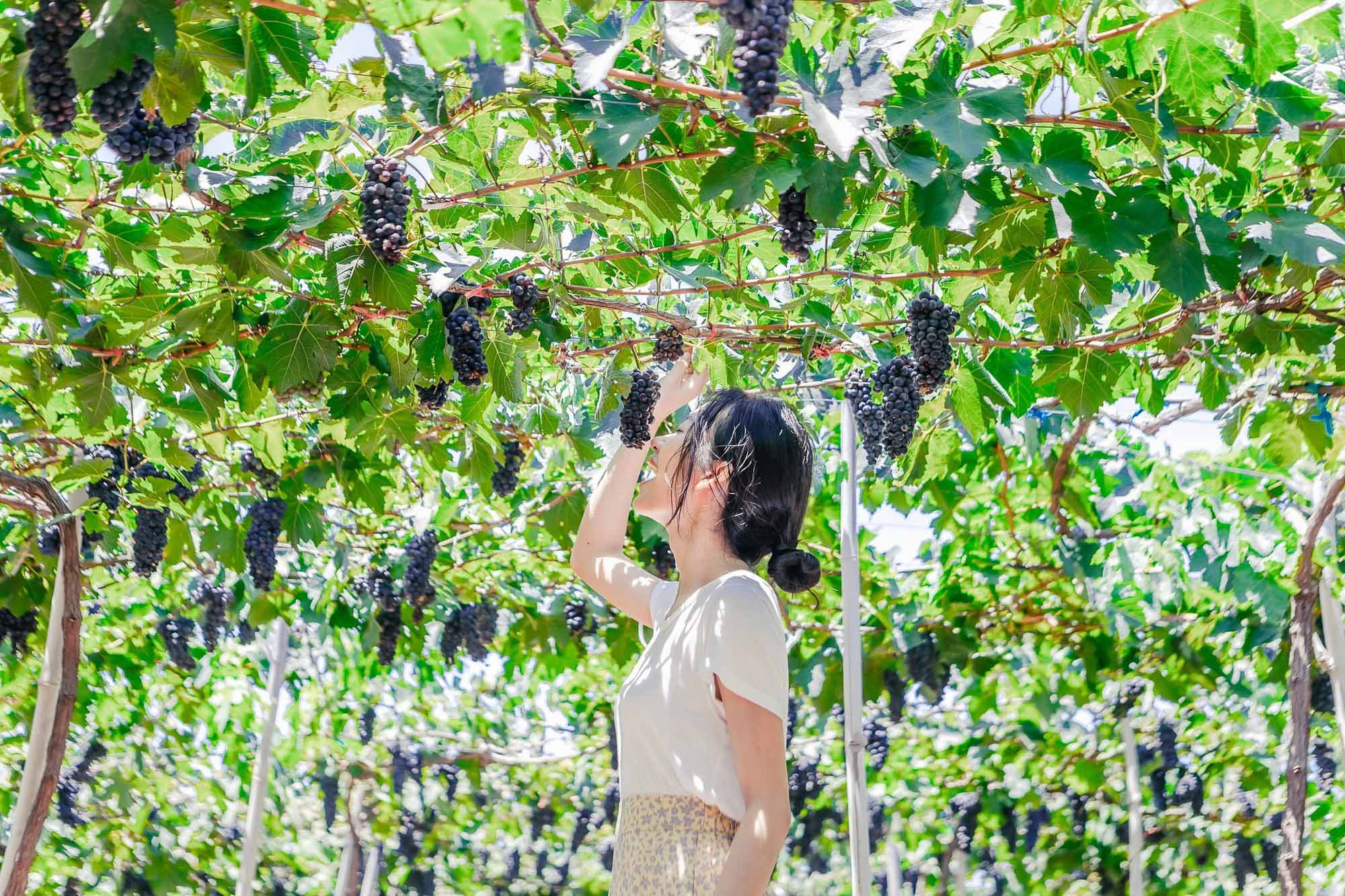 Du khách tham quan Vườn nho Ba Mọi Ninh Thuận