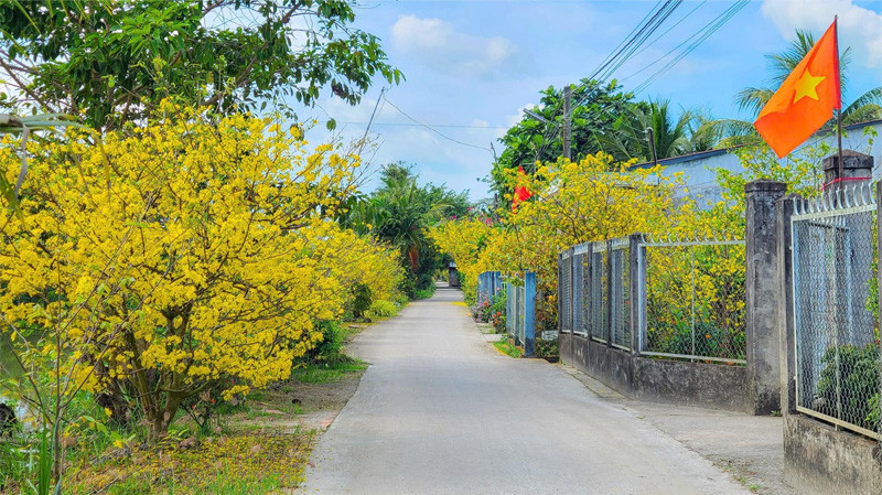 Khám phá Phong Tục Tết Miền Trung: Nét Đẹp Văn Hóa Khó Phai 2 Hoa mai là biểu tượng cho Tết miền Trung