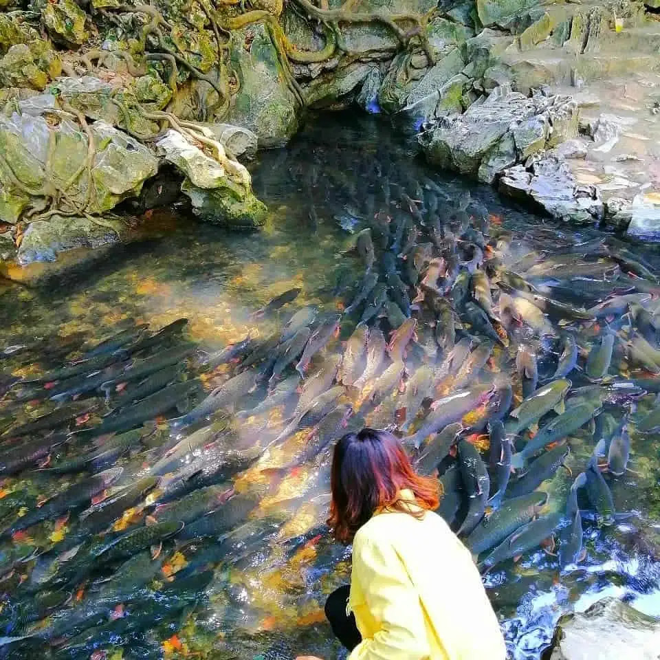 Khám Phá Thanh Hóa: 10 Địa Điểm Du Lịch Hấp Dẫn Không Thể Bỏ Lỡ 1 Hàng nghìn con cá vôi bơi lội trong dòng suối trong vắt tại Suối Cá Thần Cẩm Thủy