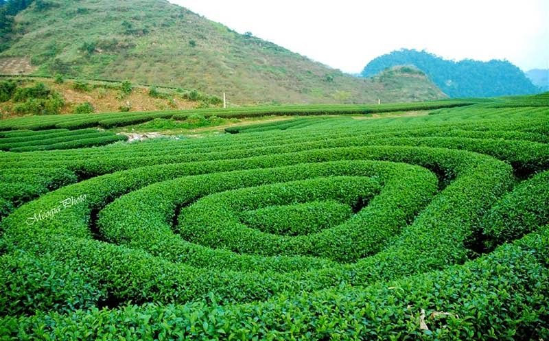 TOP 14 Điểm Đến Tuyệt Đẹp Cho Chuyến Du Lịch Tây Bắc Trọn Vẹn 4 Những đồi chè xanh ngát ở Mộc Châu