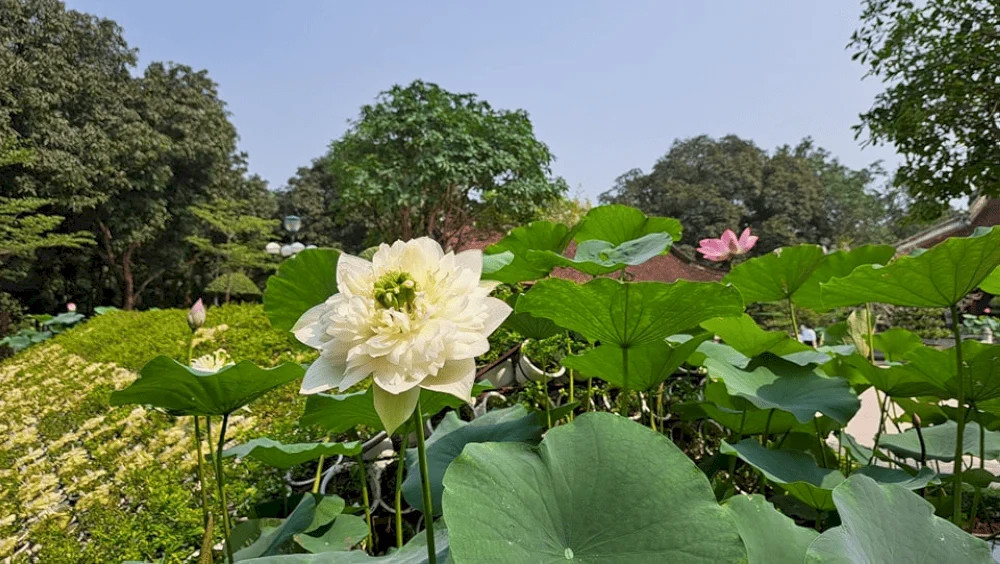 Kinh nghiệm Du lịch Làng Sen: Về thăm quê Bác xứ Nghệ 2 Hồ sen nở rộ với những đóa hoa hồng tỏa hương thơm ngát vào mùa hè