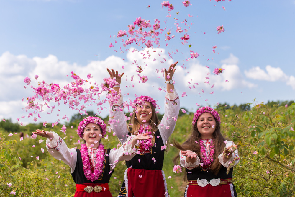 Lễ Hội Hoa Hồng Bulgaria: Khám Phá Nét Đẹp Văn Hóa Và "Vàng Lỏng" Xứ Sở Hoa Hồng 2 Cánh đồng hoa hồng Damask bạt ngàn tại thung lũng Kazanlak vào mùa nở rộ