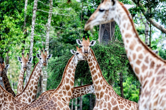 Tận hưởng trải nghiệm độc đáo tại Vinpearl Safari Phú Quốc