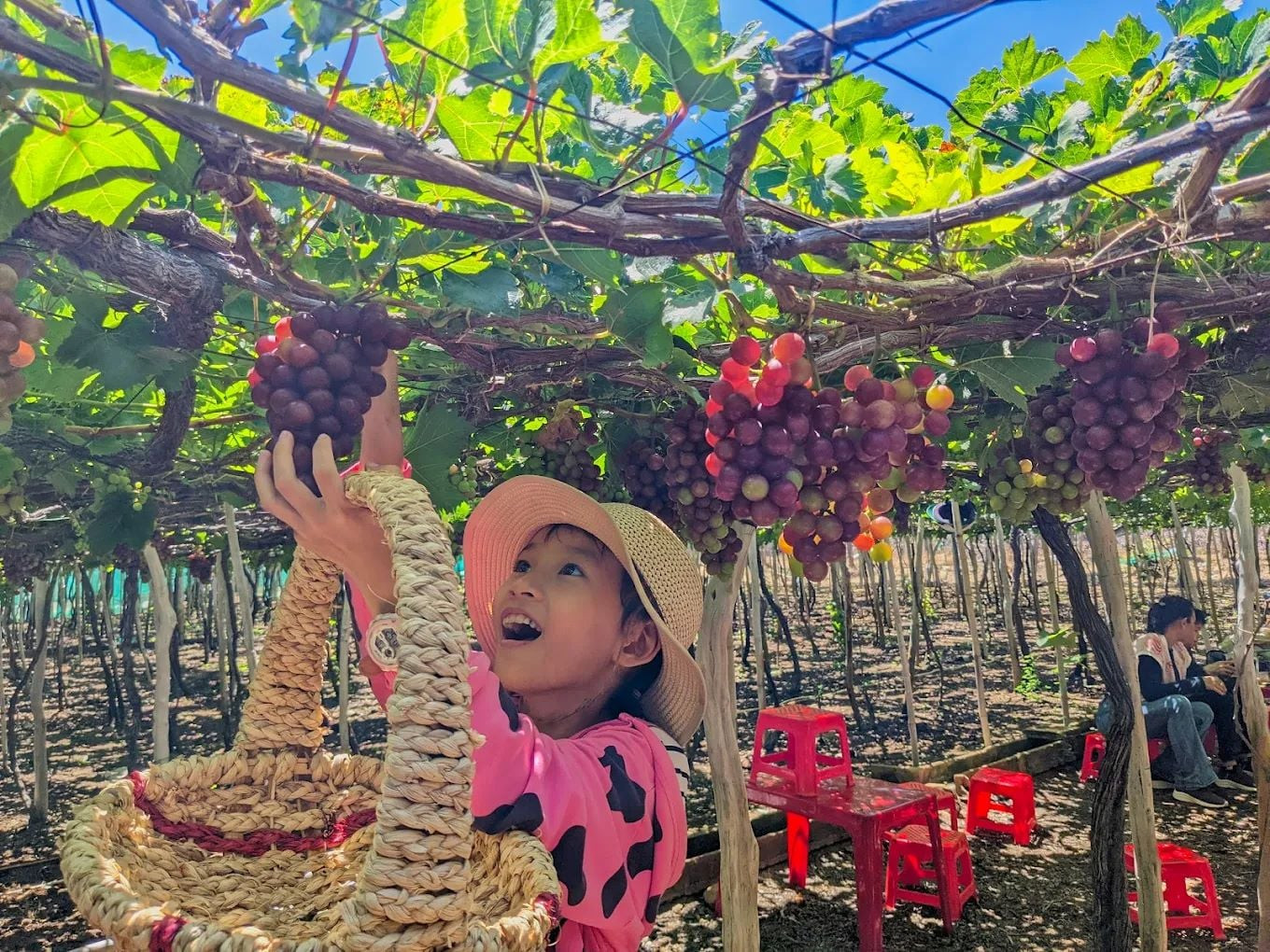 Kinh nghiệm du lịch Vĩnh Hy: Cẩm nang khám phá viên ngọc hoang sơ của Ninh Thuận 6 Du khách trải nghiệm hái nho tại vườn nho Thái An gần Vĩnh Hy