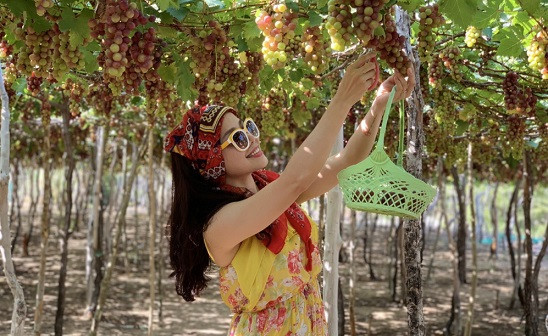 Cẩm nang du lịch Ninh Chữ Vĩnh Hy: Khám phá vẻ đẹp hoang sơ và trải nghiệm độc đáo 2 Vườn nho Ninh Thuận sai trĩu quả